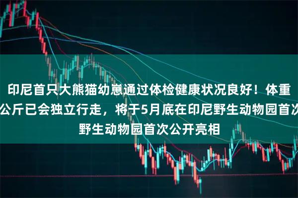 印尼首只大熊猫幼崽通过体检健康状况良好！体重增加至10公斤已会独立行走，将于5月底在印尼野生动物园首次公开亮相